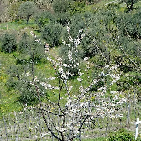 Rosadimaggio Violetta Lägenhet Arcola