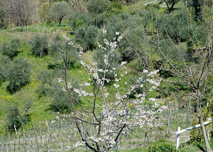 Lejlighed Rosadimaggio Violetta *