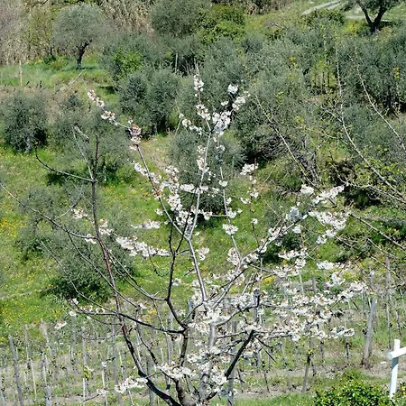Appartamento Rosadimaggio Violetta *